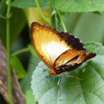 9-Day Cameroon Butterfly Expedition